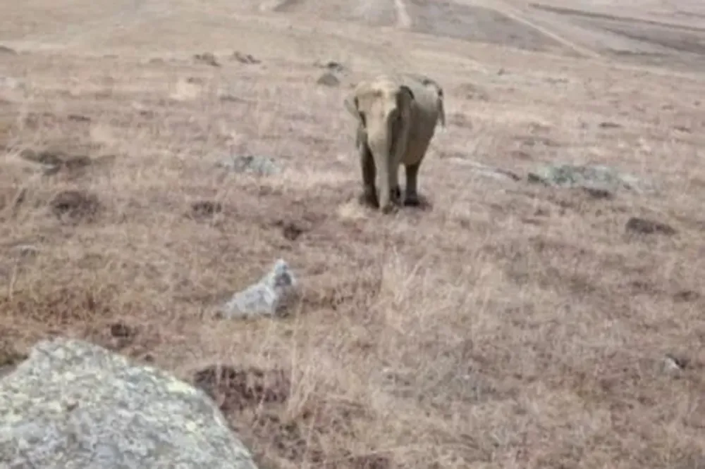 Ardahan Valiliğinden çobanın fil gördüğü iddiasına ilişkin açıklama