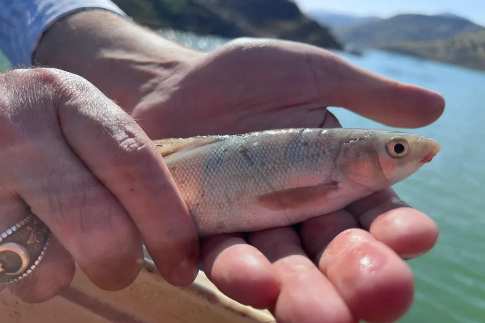 Siirt’in Şirvan Barajı’nda balık türleri incelendi