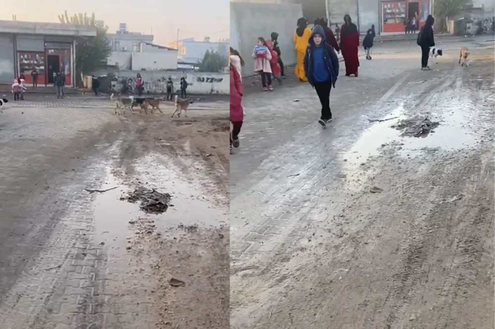 Öğrenciler başıboş sokak köpeklerinden dolayı tedirgin