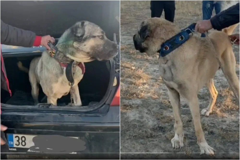 Köpek dövüştüren 37 kişi yakalandı  