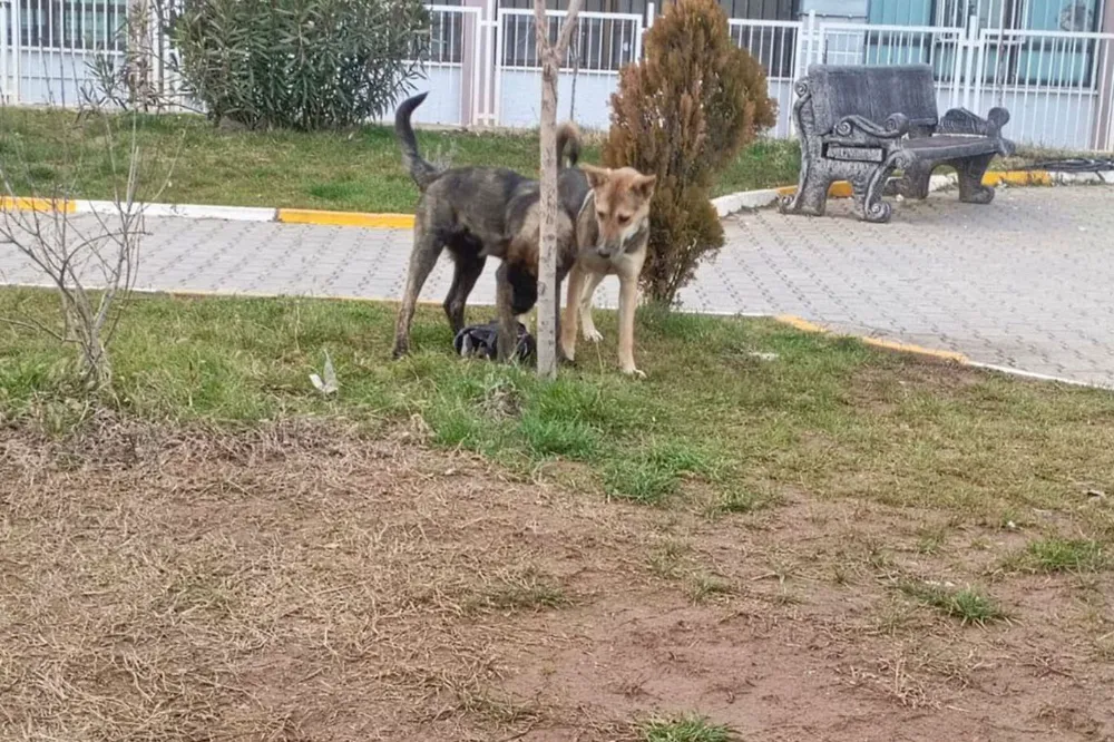 Başıboş sokak köpeği saldırısına uğrayan çocuk yaralandı