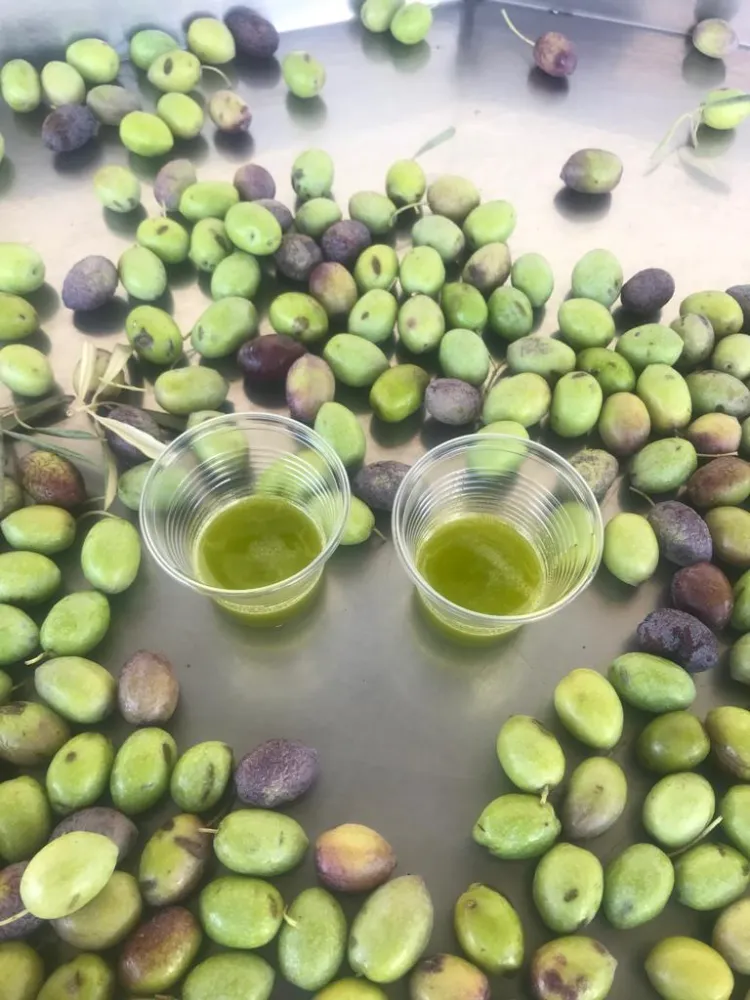 Zeytin; cennet armağanı…