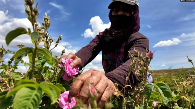 Mardinli kadınların elinden çıkan gül yağı dünyaya satılıyor