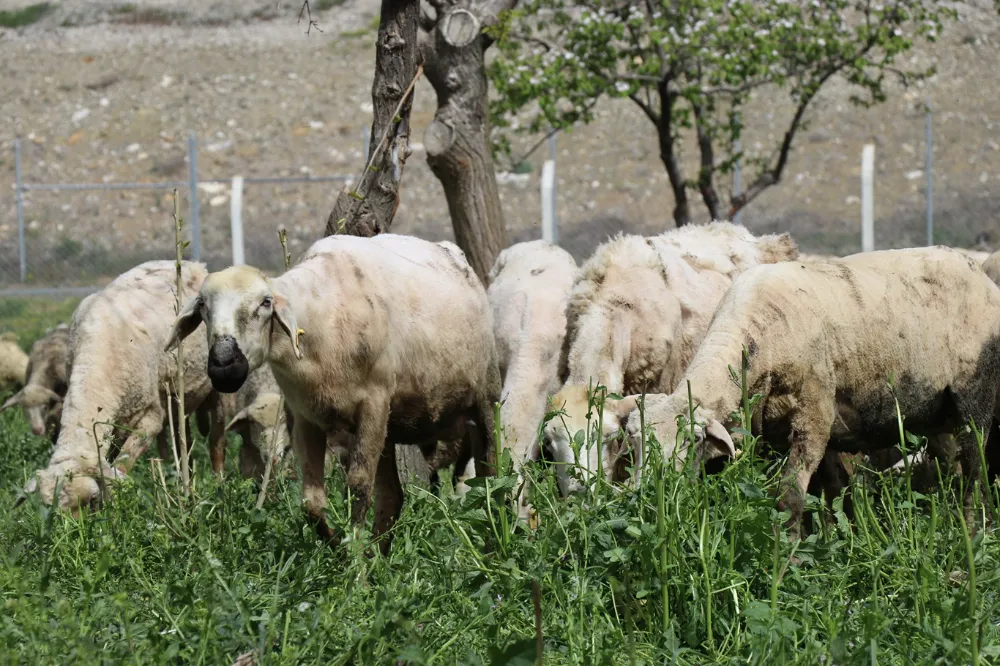 Besiciler: Devlet hibe desteğini doğru yaparsa, hayvansal üretim artar
