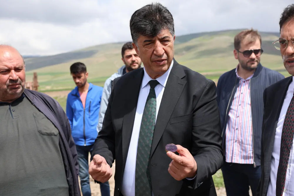 Pasinler’de mor patates yetiştirilecek