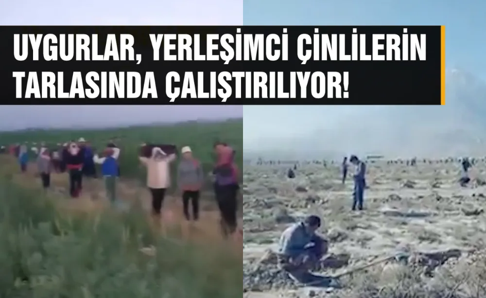 Uygurlar, Yerleşimci Çinlilerin tarlasında çalıştırılıyor!