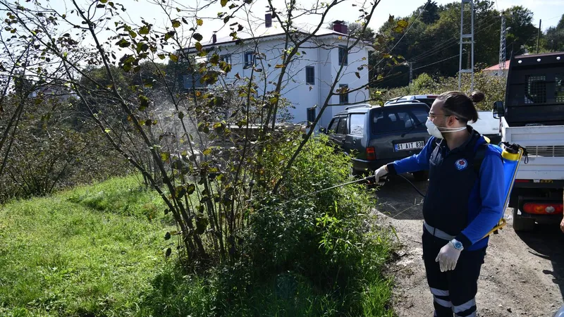 Trabzon’da kahverengi kokarca böceğiyle mücadele kapsamında 9 ilçede ilaçlama çalışmalarını sürdürüyor