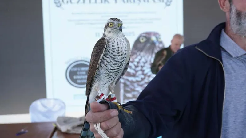 Atmaca güzellik yarışması