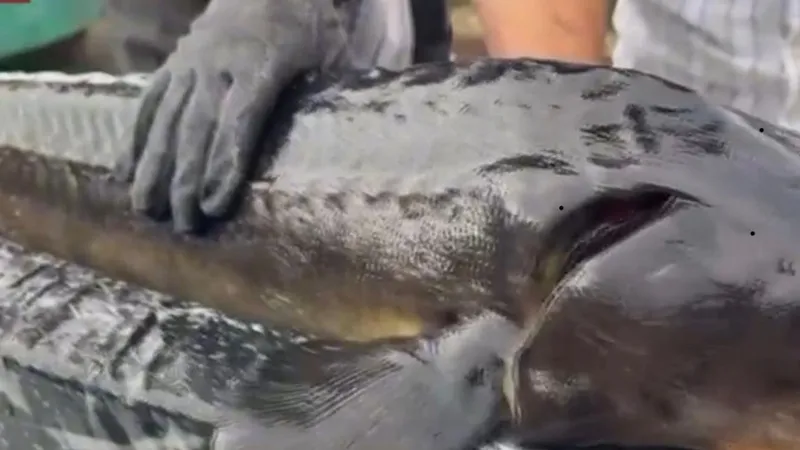 Rize Gastronomisi hedef büyüttü, dünyaya Mersin balığı ve havyar satacağız