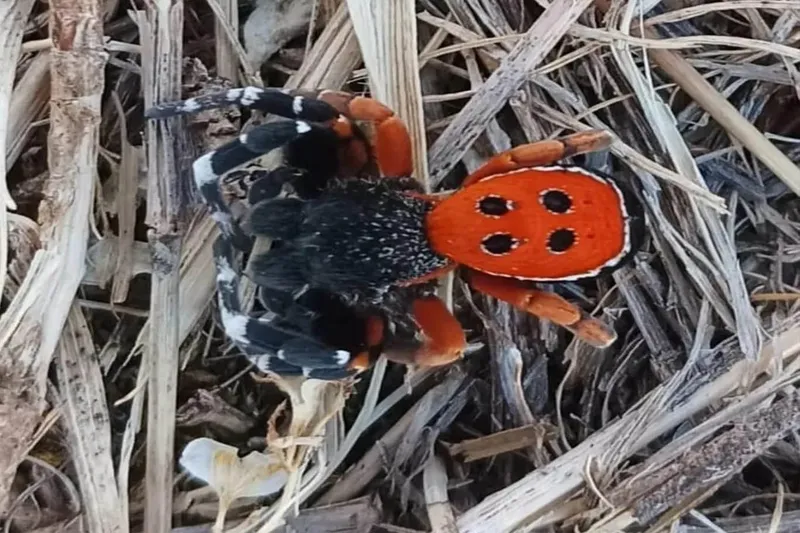 Bingöl’de zehirli 