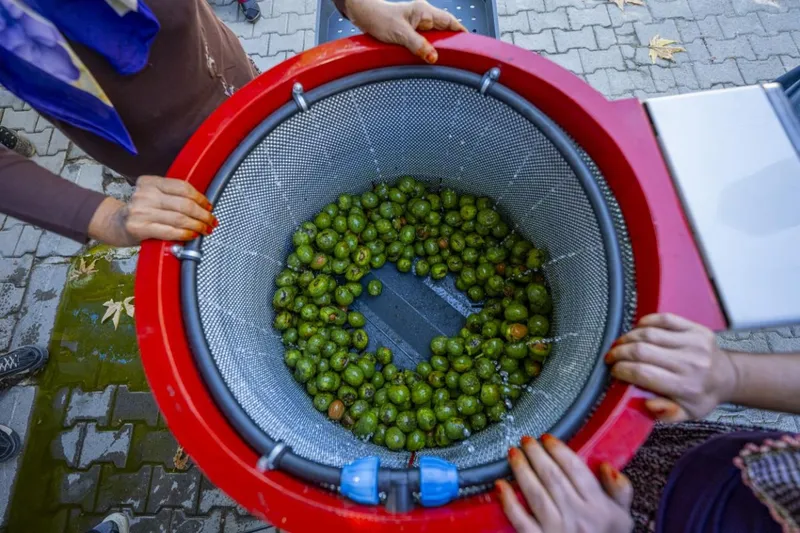 Mersin Büyükşehir’den Üreticilere Ceviz Soyma Makinesi Desteği