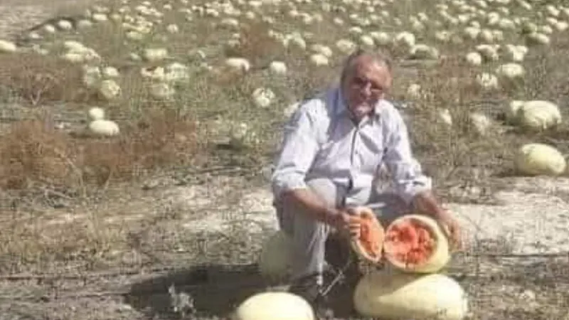 Dağ domuzu yerliyi seçti: Hayvanlar bile ithal tohumu yemiyor