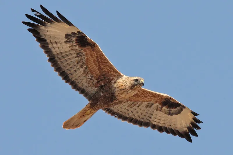 Şahin avına 1 milyon 146 bin ceza uygulandı