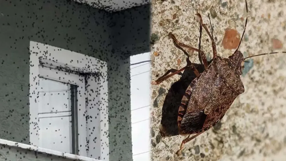 Kokarca Alarmı: Uzman Uyardı, Bahar Ayları Kritik Dönem!