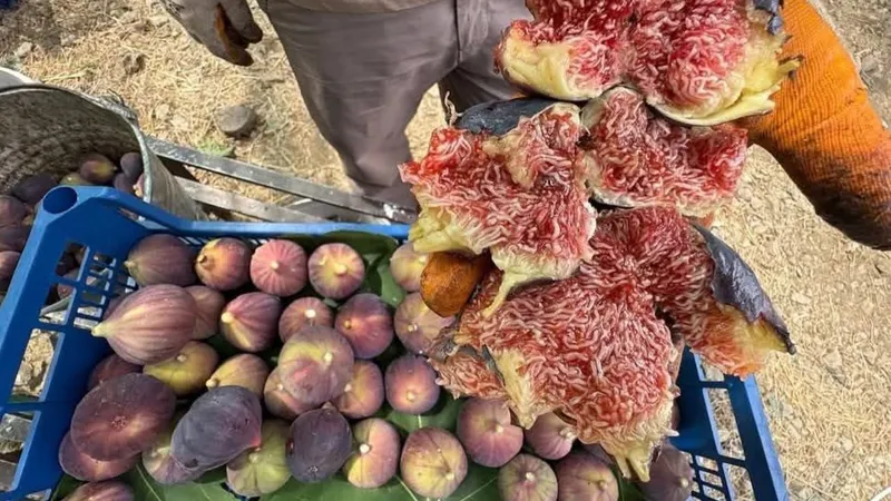 İbradı’da Bursa siyah inciri hasadında sona gelindi