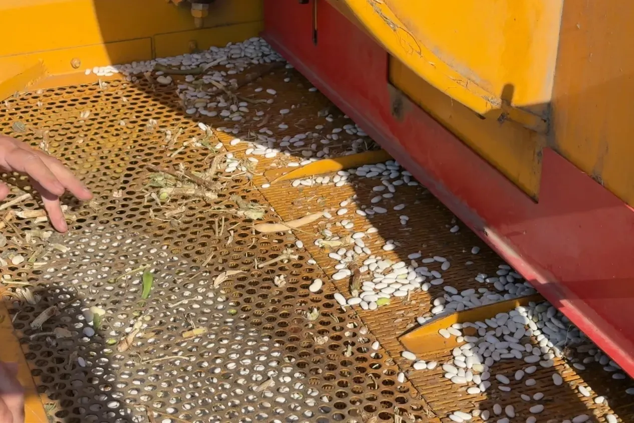 Bursa İnegöl’de Cerrah Kuru Fasulyesinde hasat zamanı