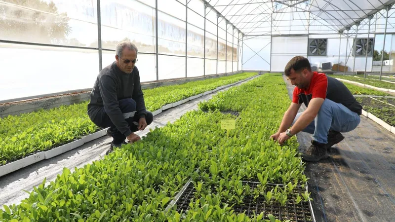 Kendi kendine yeten şehir: Ordu