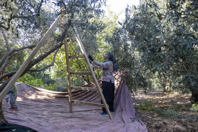 Mersin Büyükşehir’in Fidan Destekleri Üreticiye Kazanç Sağlıyor