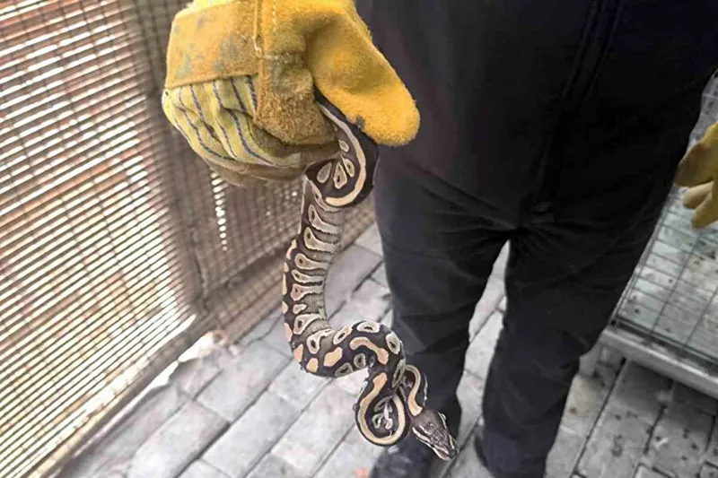 Konya’da asayiş denetiminde yavru piton ele geçirildi