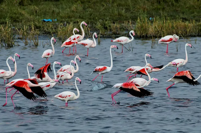 Konya’da flamingoların yaşam alanı tehlike altında