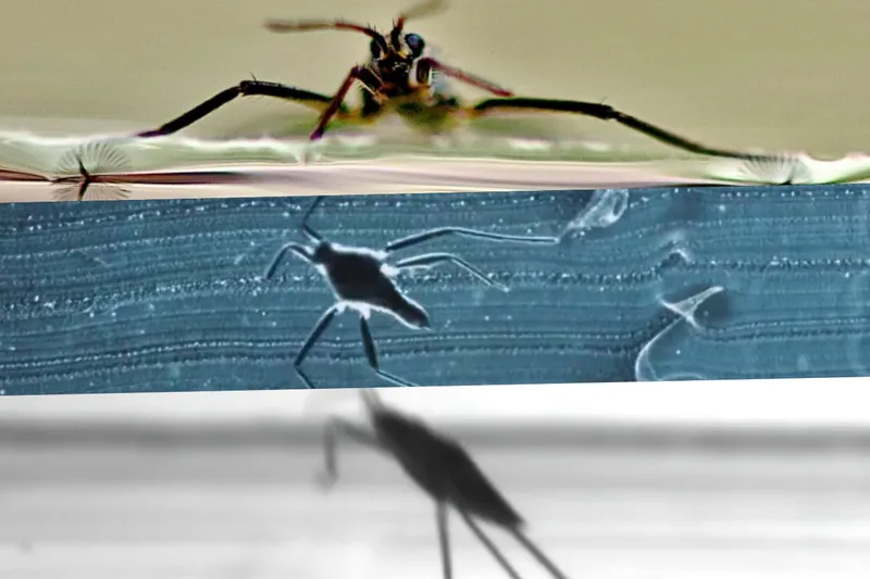 Su böceklerinin gizli mekanizması, arama-kurtarma robotlarına ilham verdi