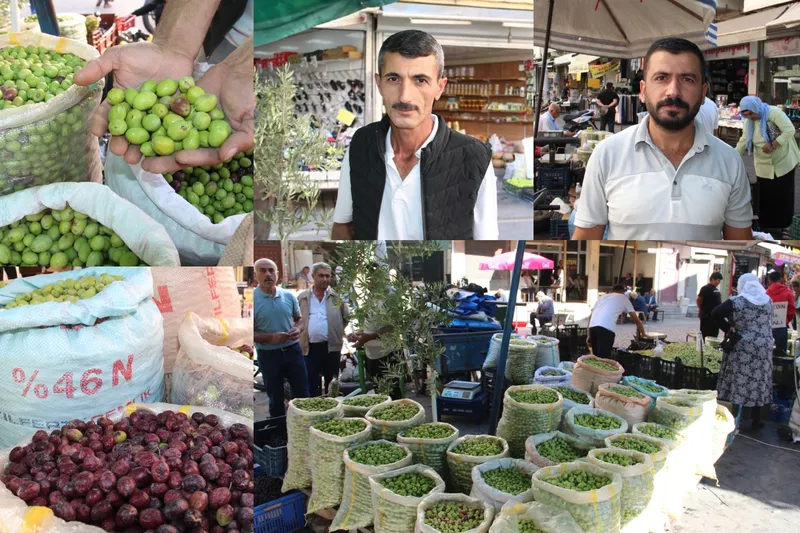 Kırma yeşil zeytine yoğun ilgi: Hem doğal hem ekonomik