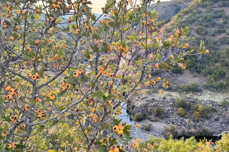Bingöl’de sonbaharın bereketi: Sieyz (alıç) meyvesi