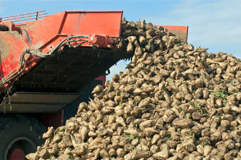 Şeker pancarı alım fiyatı belli oldu
