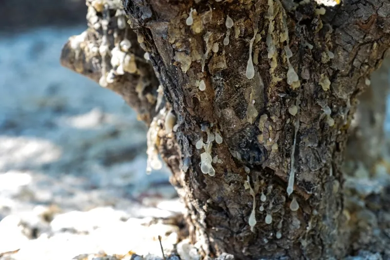 İzmir’de sakız ağaçlarında ilk hasat yapıldı