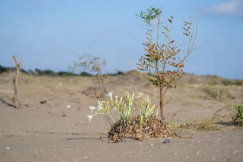 Ağyatan Lagünü kumul erozyonuna karşı korunuyor
