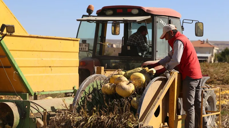 Isparta’da kabak sezonu başladı