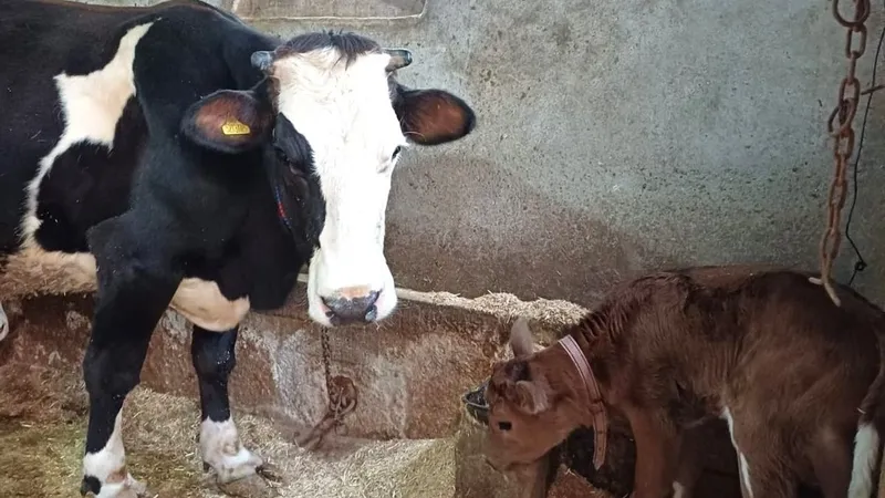 Aksaray Üniversitesi’nden genetik devrim: Süt alerjenini taşımayan buzağılar doğdu