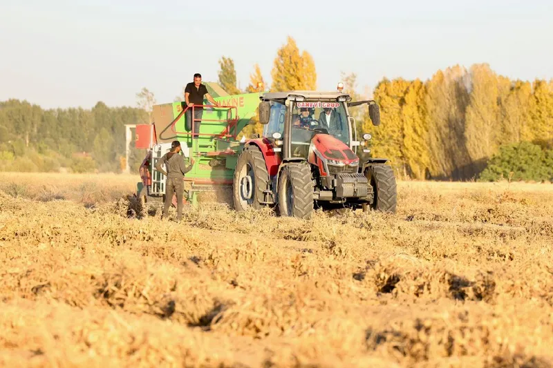 Bakan Yumaklı Bitlis’te kuru fasulye hasadına katıldı