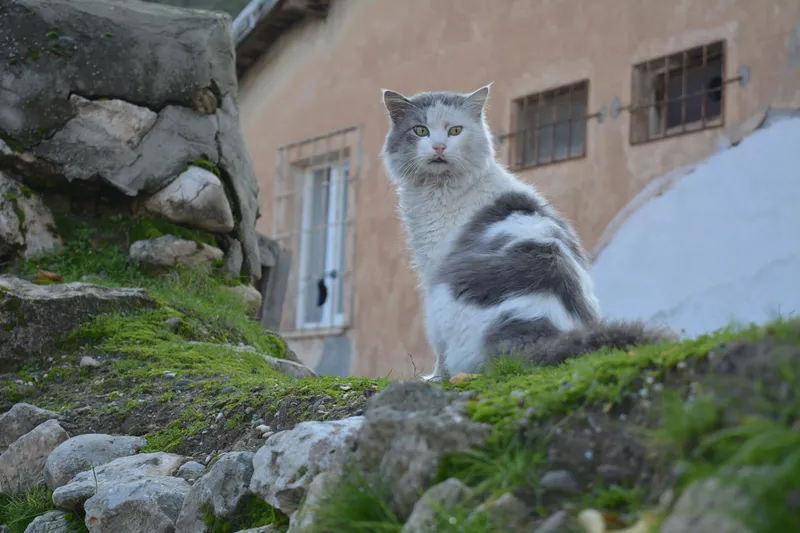 Sahipli ve sahipsiz hayvanlar için aşı ve bakım uyarısı