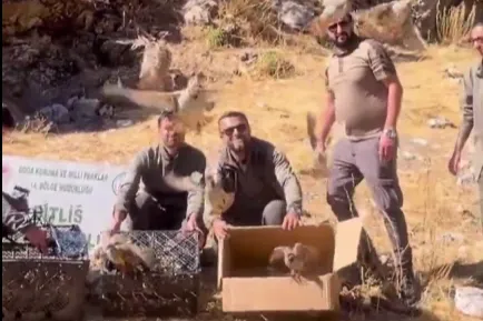 Bitlis’te keklik ticaretine darbe! 90 kınalı keklik doğaya salındı