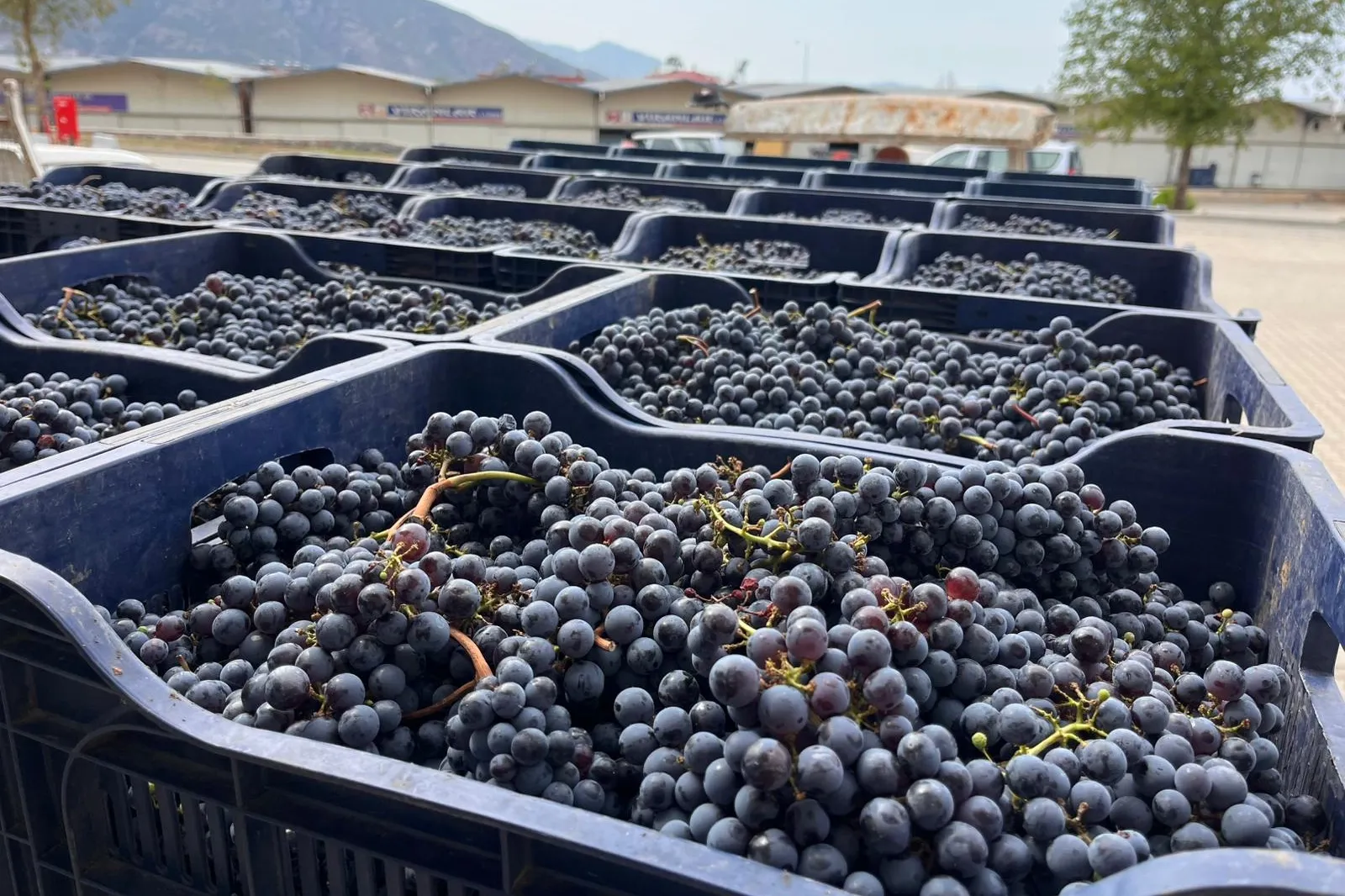 Muğla Büyükşehir