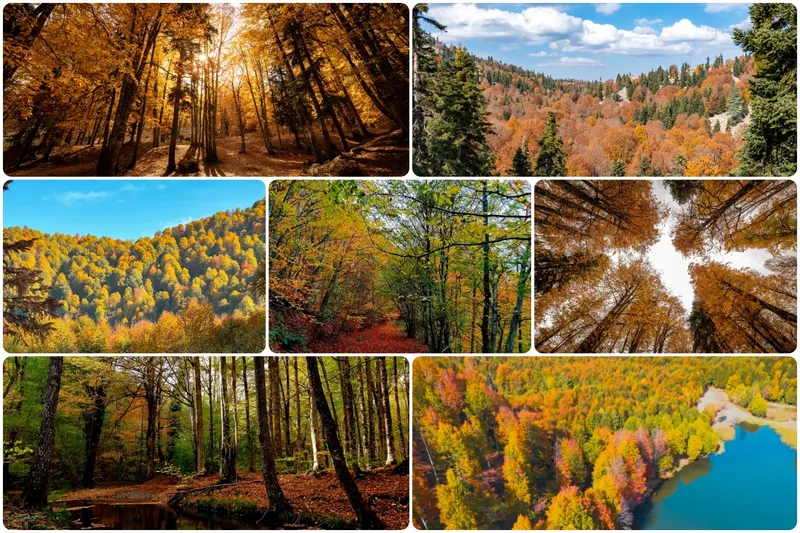 Sonbaharın gelişiyle birlikte ormanlarda kartpostallık manzaralar