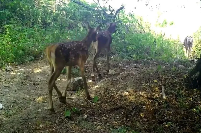 Foto kapanlar kızıl geyik ailesini görüntüledi