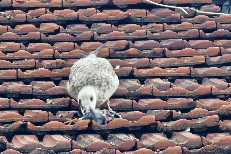 Martının güvercini yakalayıp yediği anlar kamerada
