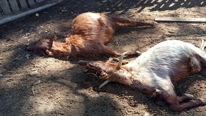 Isparta’da kurt saldırıları üreticiyi bezdirdi