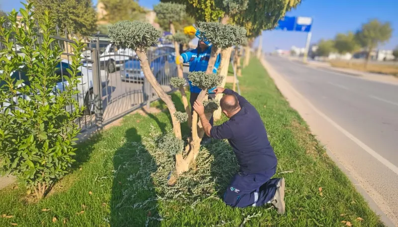 Refüj ve Kavşaklarda Kış Budaması: Şekil Düzenleme ve Korkuluk Yenileme Çalışmaları Sürüyor 