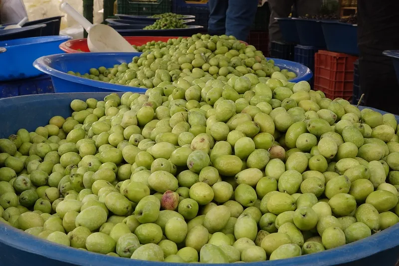 Yeni mahsul zeytin sezonu açıldı