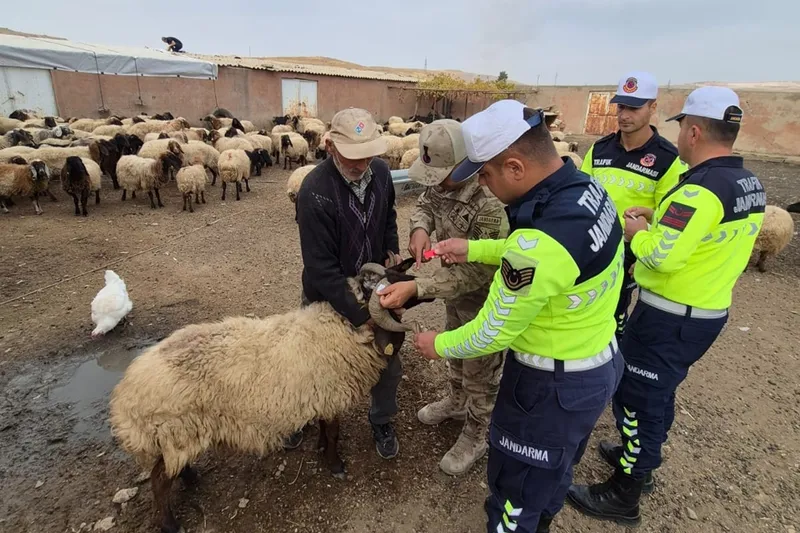 Sürü hayvanlarına gece görünürlüğü için reflektif bant uygulandı
