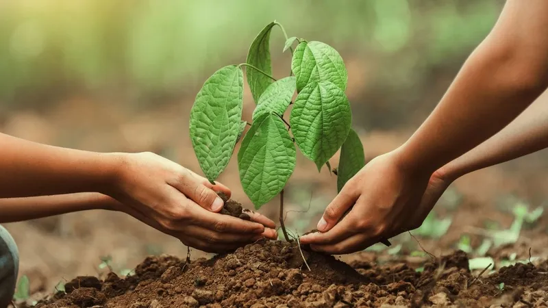 11 Kasım’da Türkiye’den fidan ve katılım rekoru