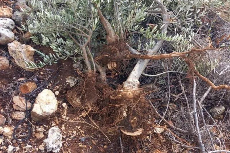 İşgalciler, Filistinlilere ait 135 zeytin ağacını kökünden söktü