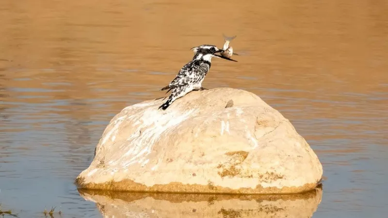 Adıyaman’da İlk Kez Alaca Yalı Çapkını Görüntülendi  - Videolu Haber