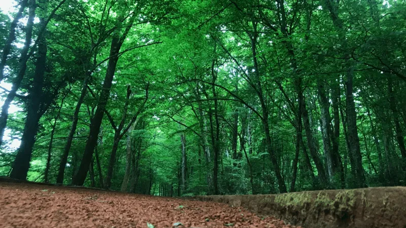 Orman Genel Müdürlüğü 496 sözleşmeli personel için başvuru sürecini başlattı