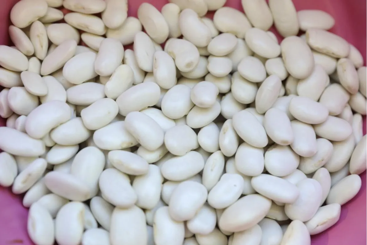 Mersin’de Leklek Fasulyesi yeniden hayat buluyor