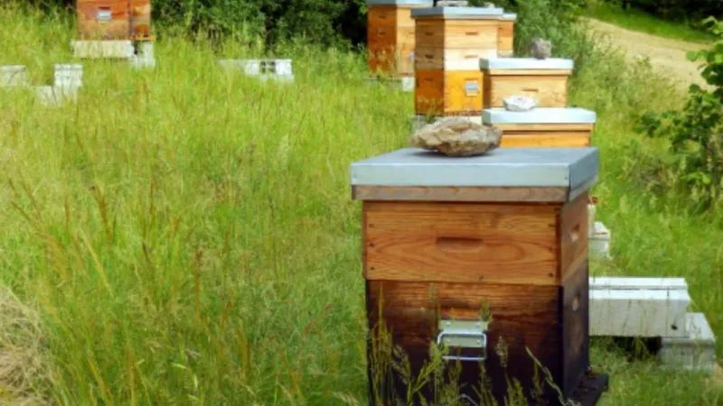 Adıyaman’da organik arısız kovan başvuruları başladı 