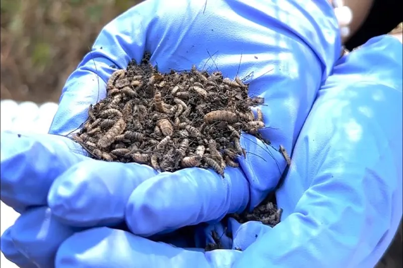 Yapay zekâ ve Kütle Spektrometresi, cinayetlerin izini sürüyor